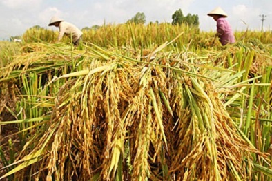 Trung Quốc dồn dập gom mua gạo Việt Nam